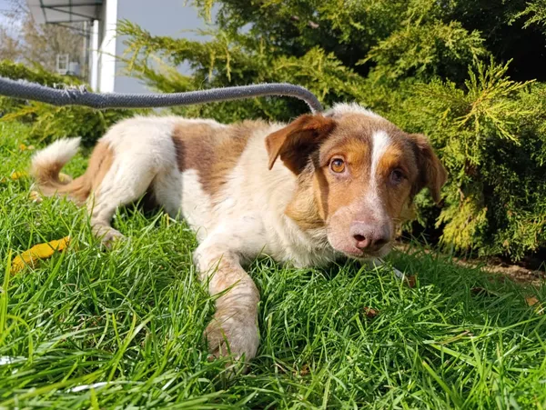 Pies do adopcji, Bełchatów, 4 października 2025 (3/5)