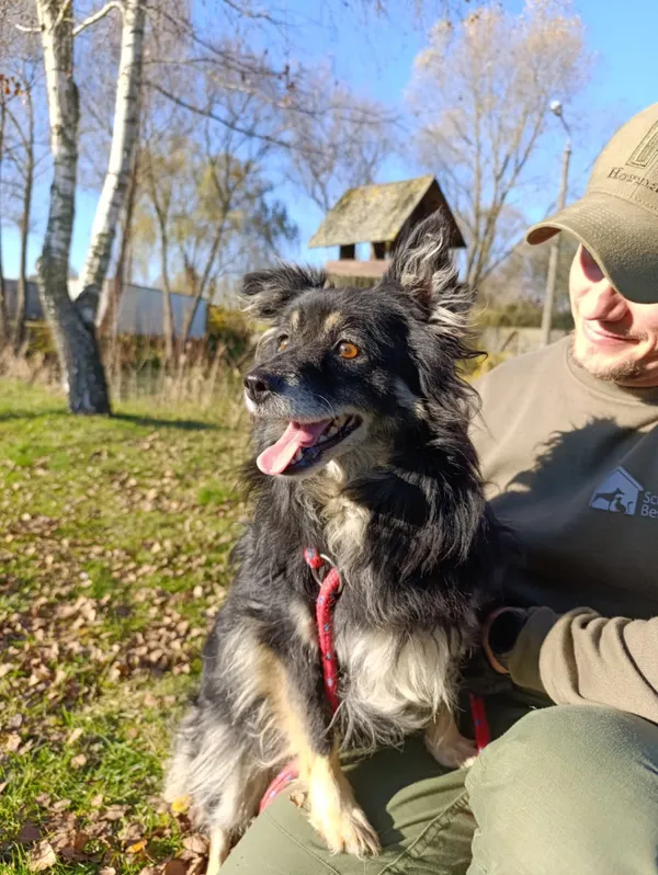 Pies do adopcji, Bełchatów, 14 października 2025 (2/5)