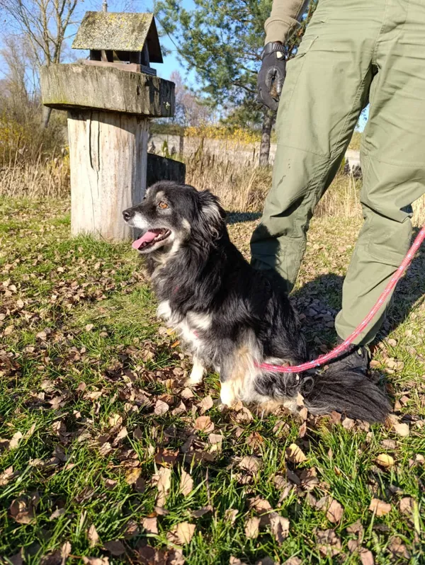 Pies do adopcji, Bełchatów, 14 października 2025 (5/5)