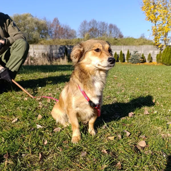 Pies do adopcji, Bełchatów, 10 października 2025 (2/5)