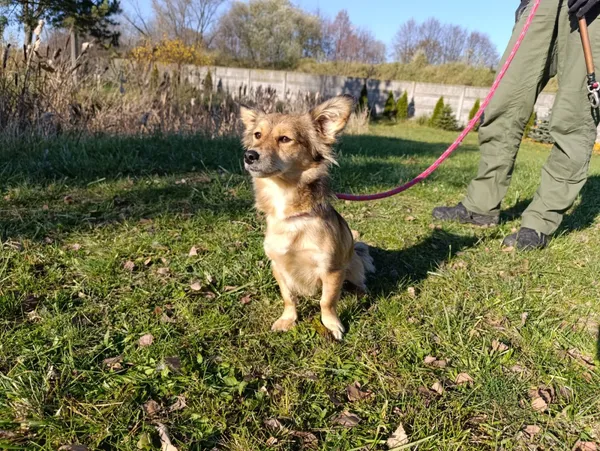 Pies do adopcji, Bełchatów, 10 października 2025 (3/5)