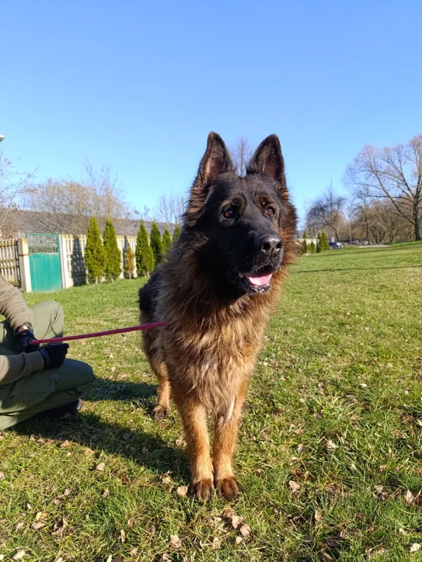 Pies do adopcji, Bełchatów, 14 października 2025 (5/5)