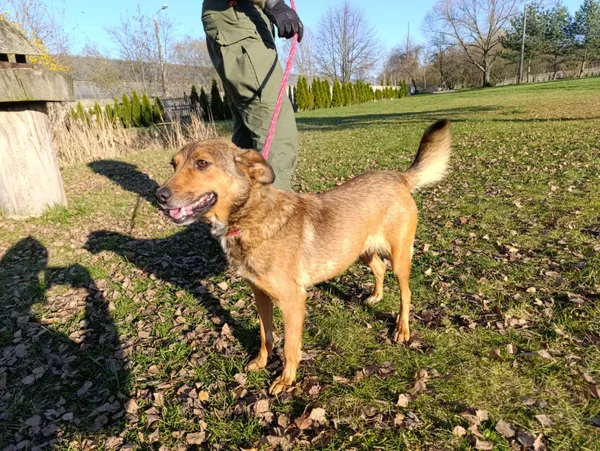 Pies do adopcji, Bełchatów, 19 września 2025 (1/5)