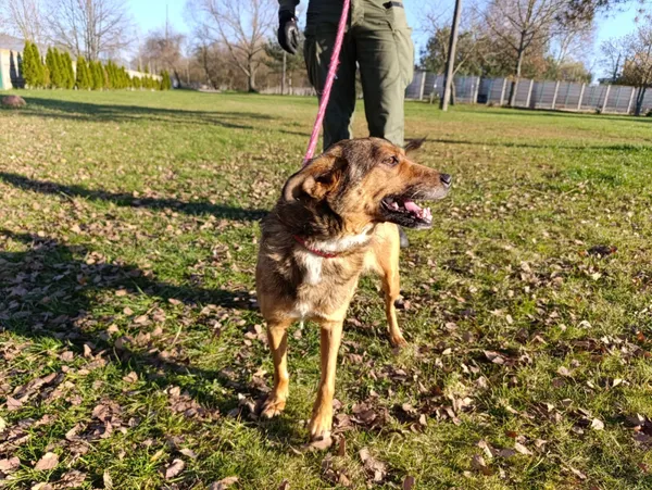 Pies do adopcji, Bełchatów, 19 września 2025 (4/5)