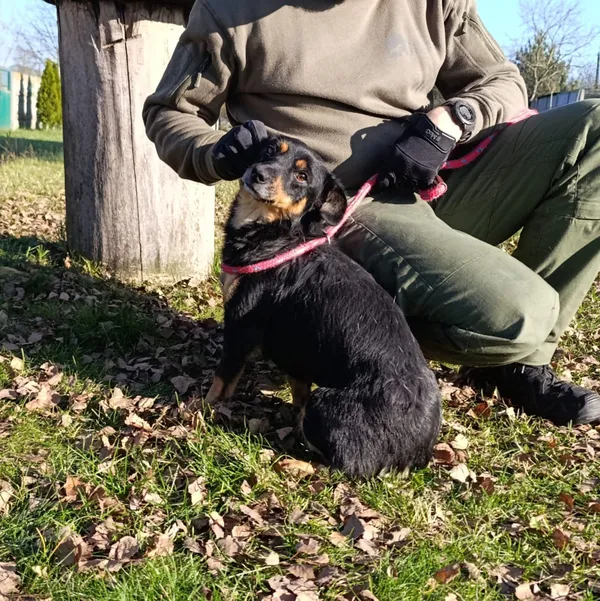 Pies do adopcji, Bełchatów, 15 sierpnia 2025 (1/5)