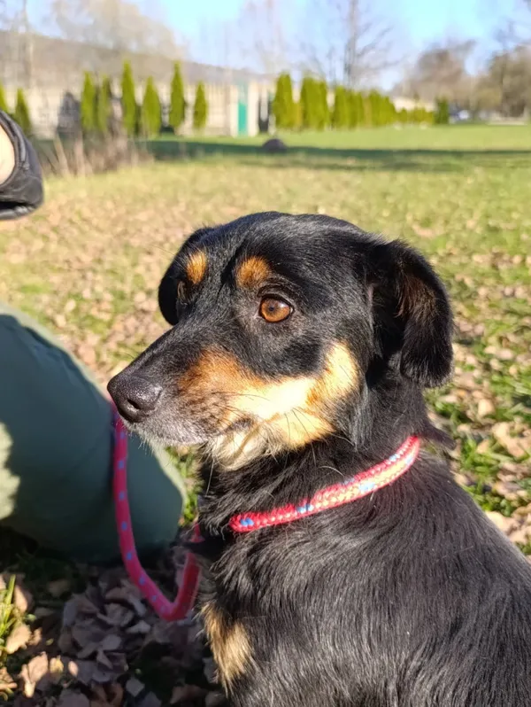 Pies do adopcji, Bełchatów, 15 sierpnia 2025 (4/5)