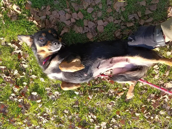 Pies do adopcji, Bełchatów, 15 sierpnia 2025 (5/5)