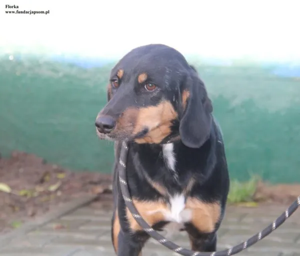 Pies do adopcji, Nowy Dwór Mazowiecki, 13 listopada 2025 (2/5)