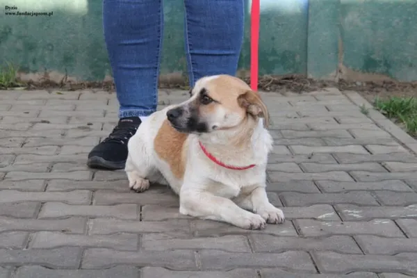 Pies do adopcji, Nowy Dwór Mazowiecki, 13 listopada 2025 (2/5)