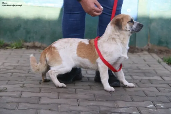 Pies do adopcji, Nowy Dwór Mazowiecki, 13 listopada 2025 (3/5)