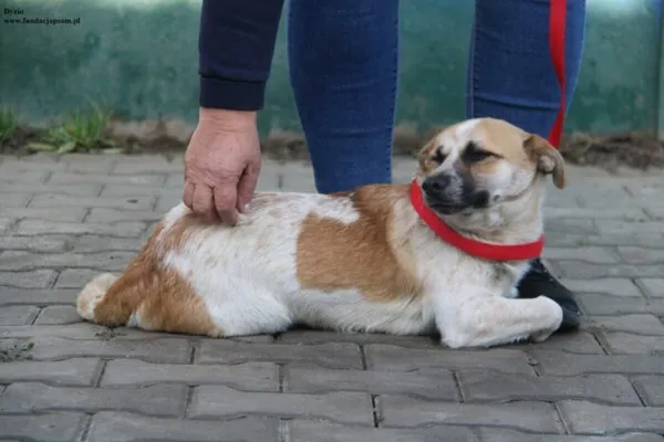 Pies do adopcji, Nowy Dwór Mazowiecki, 13 listopada 2025 (5/5)