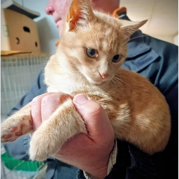 Znaleziono kota, Białystok, 13 października 2025