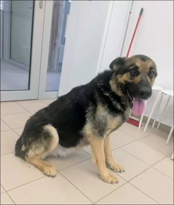 Znaleziono psa, Grudziądz, 12 listopada 2025