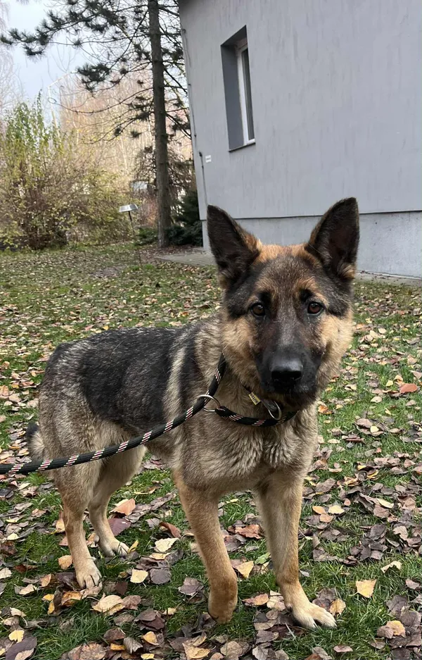 Pies do adopcji, Włocławek, 12 listopada 2025 (1/5)