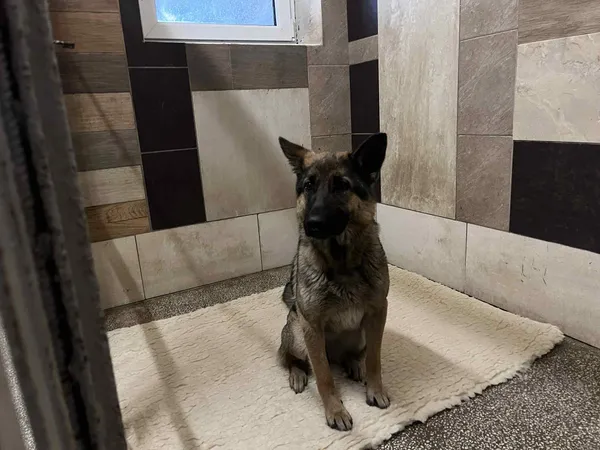 Pies do adopcji, Włocławek, 12 listopada 2025 (2/5)