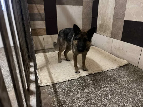 Pies do adopcji, Włocławek, 12 listopada 2025 (3/5)