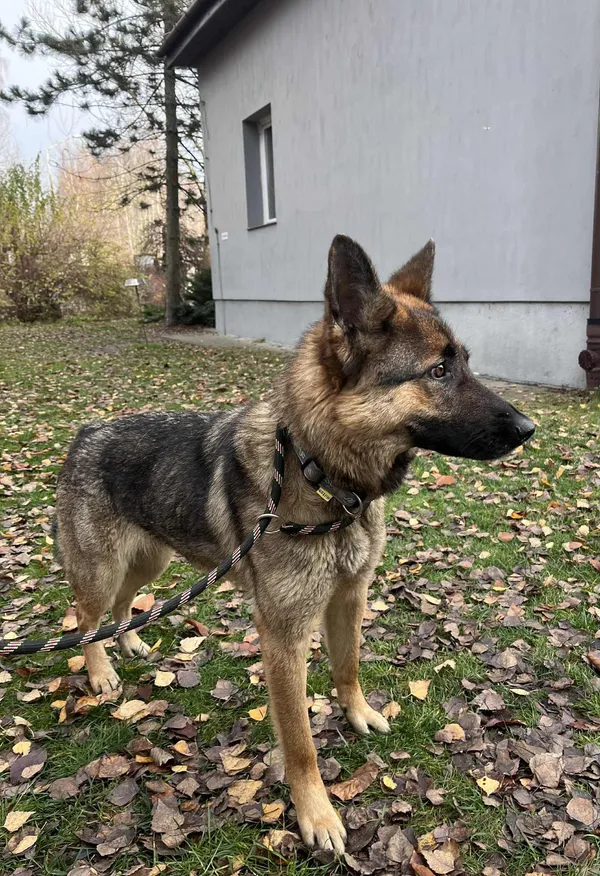 Pies do adopcji, Włocławek, 12 listopada 2025 (4/5)