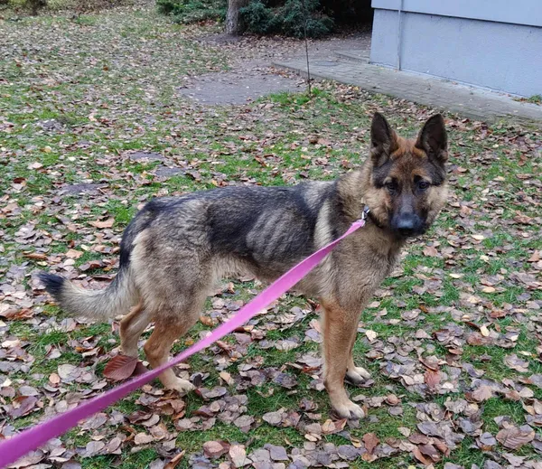 Pies do adopcji, Włocławek, 12 listopada 2025 (5/5)