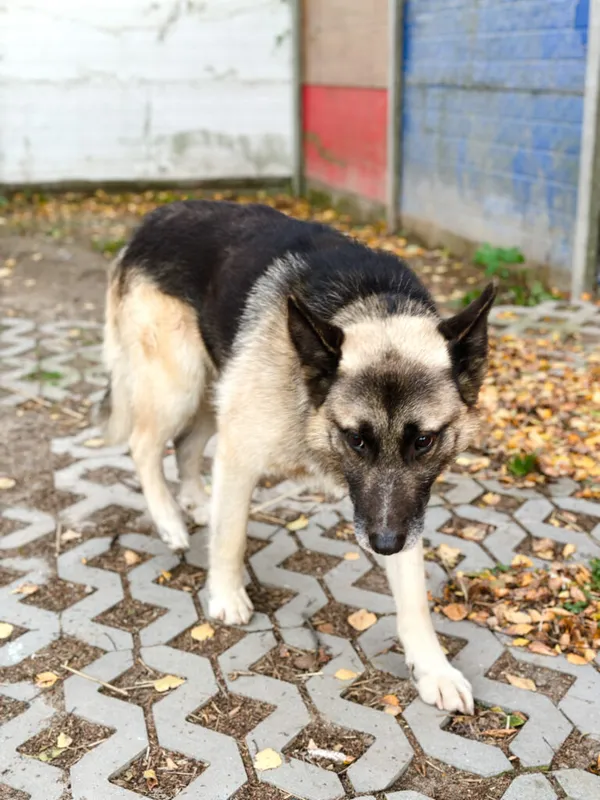 Pies do adopcji, Korabiewice, 14 listopada 2025 (2/5)