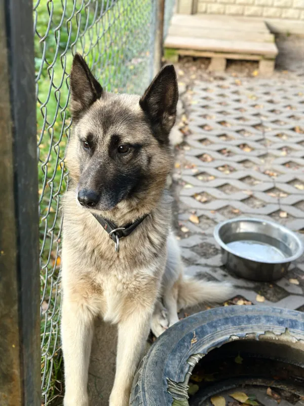 Pies do adopcji, Korabiewice, 14 listopada 2025 (3/5)