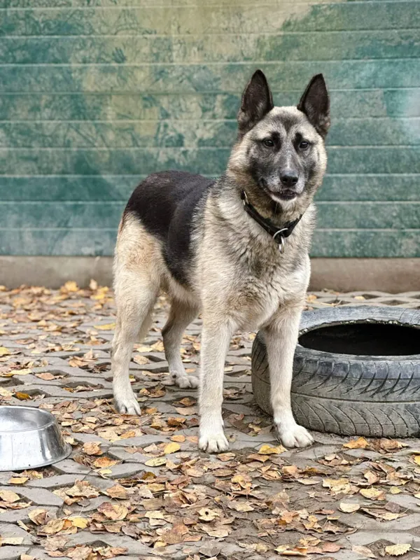 Pies do adopcji, Korabiewice, 14 listopada 2025 (4/5)