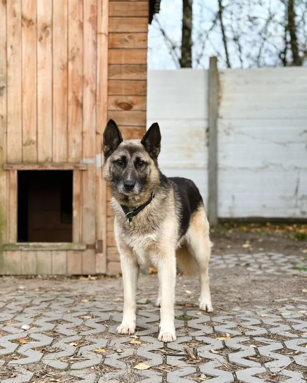 Pies do adopcji, Korabiewice, 14 listopada 2025 (5/5)