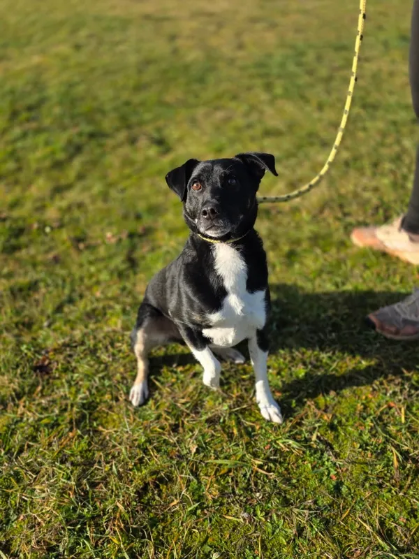 Pies do adopcji, Radom, 23 listopada 2025 (1/5)