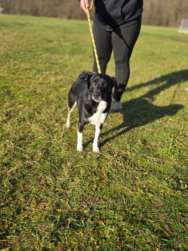 Pies do adopcji, Radom, 23 listopada 2025 (4/5)