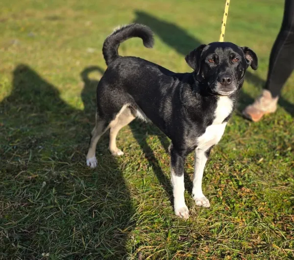 Pies do adopcji, Radom, 23 listopada 2025 (5/5)