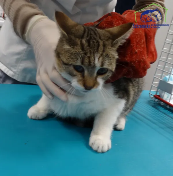 Kot do adopcji, Szczecin, 14 listopada 2025