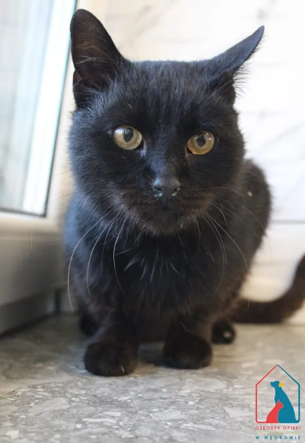 Kot do adopcji, Grudziądz, 18 października 2025