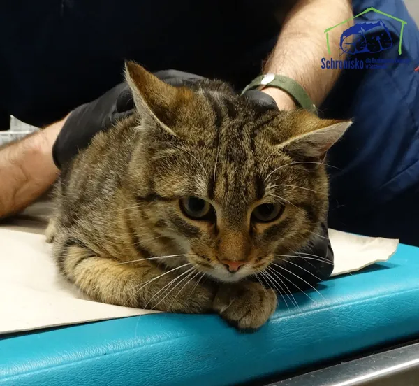 Znaleziono kota, Szczecin, 14 listopada 2025 (2/2)