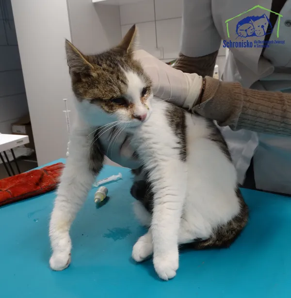 Znaleziono kota, Szczecin, 14 listopada 2025