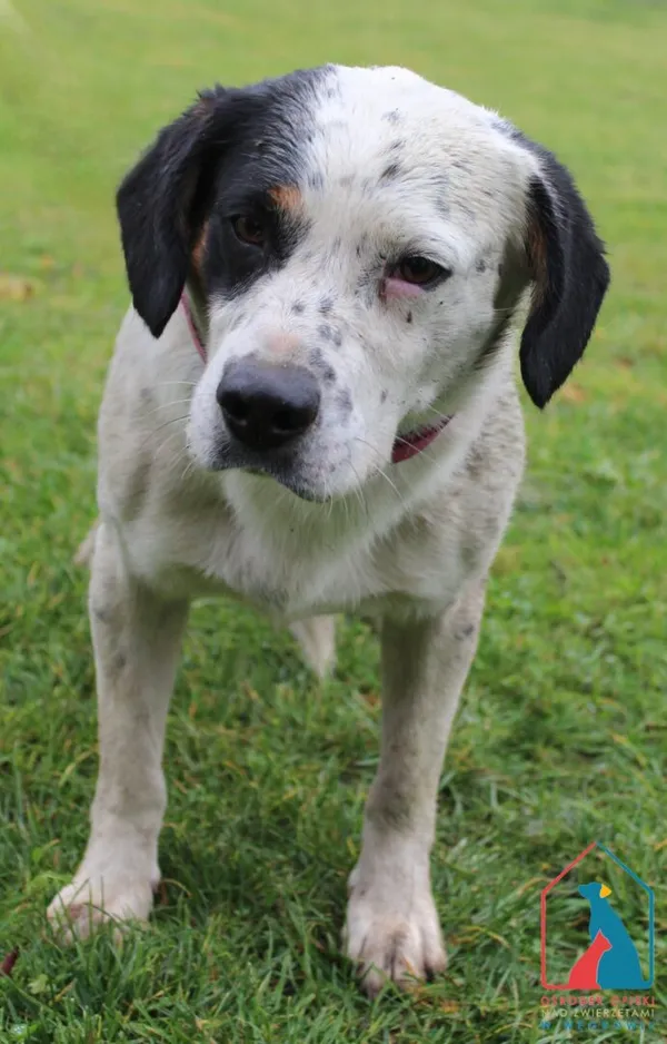 Pies do adopcji, Grudziądz, 24 października 2025