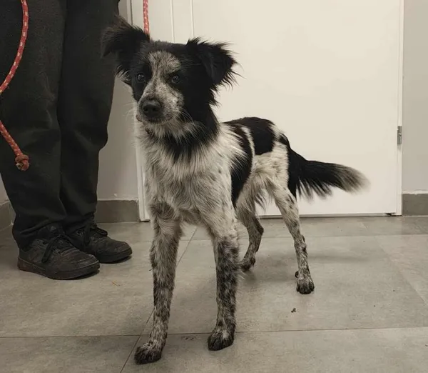 Znaleziono psa, Toruń, 12 listopada 2025