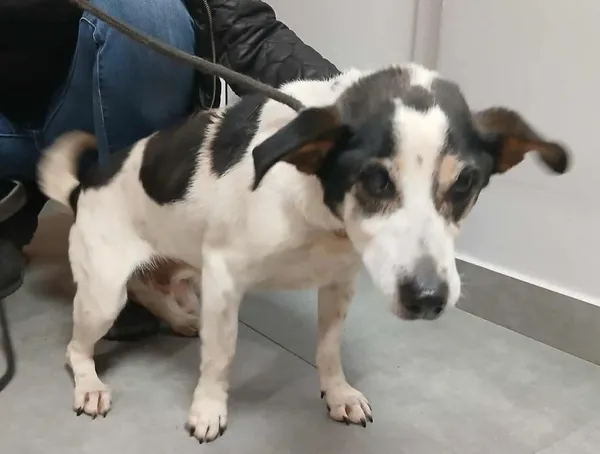 Znaleziono psa, Toruń, 12 listopada 2025