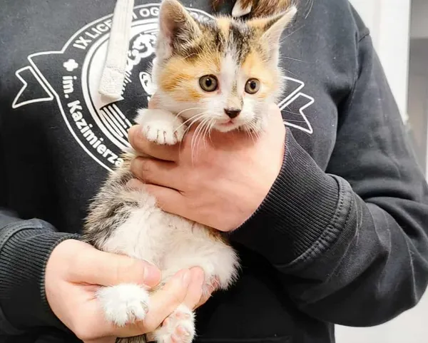 Znaleziono kota, Toruń, 10 listopada 2025