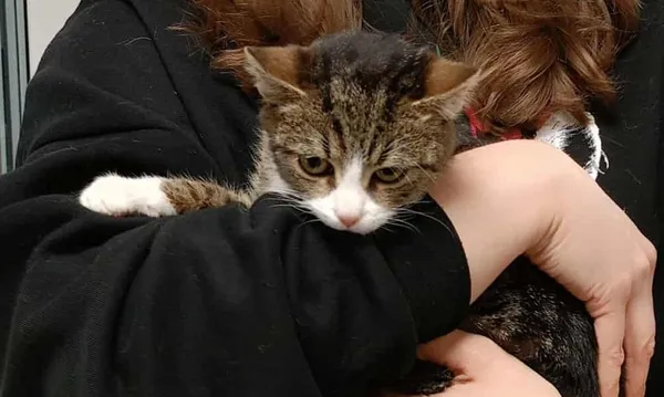 Znaleziono kota, Toruń, 10 listopada 2025