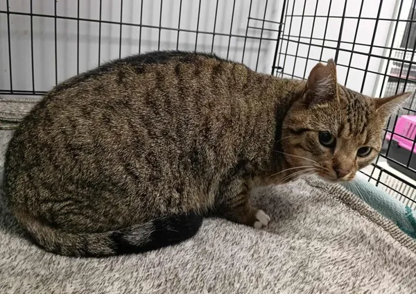 Znaleziono kota, Toruń, 10 listopada 2025