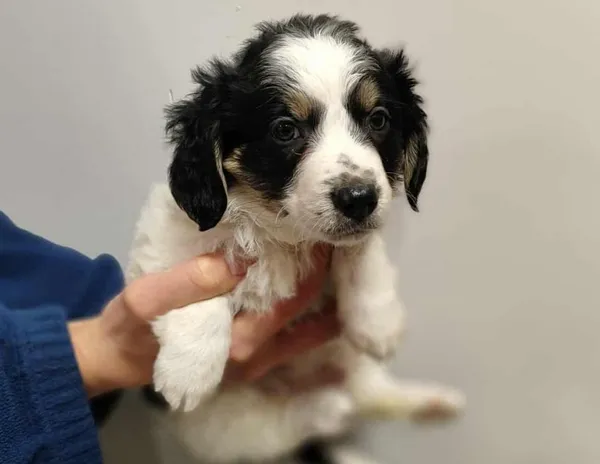 Znaleziono psa, Toruń, 9 listopada 2025