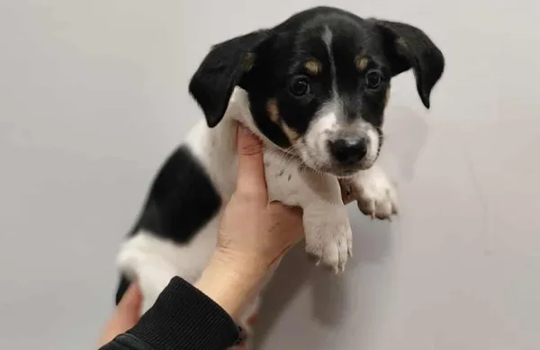 Znaleziono psa, Toruń, 9 listopada 2025