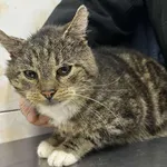 Znaleziono kota