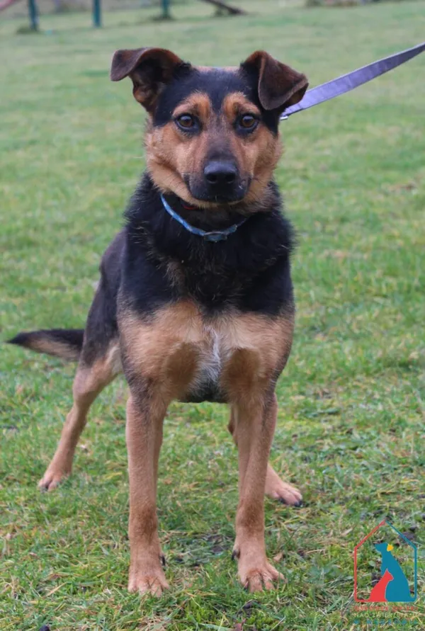 Pies do adopcji, Grudziądz, 10 listopada 2025