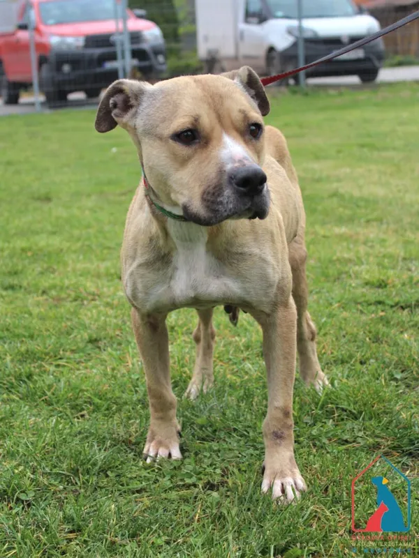 Pies do adopcji, Grudziądz, 29 października 2025