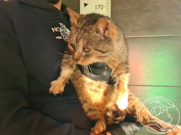 Znaleziono kota, Chełmek, 14 listopada 2025