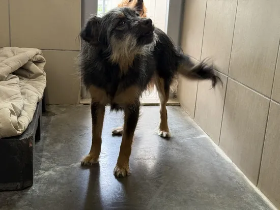 Pies do adopcji, Kraków, 25 października 2025