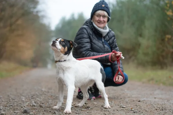 Pies do adopcji, Nowodwór, 13 listopada 2025 (1/5)