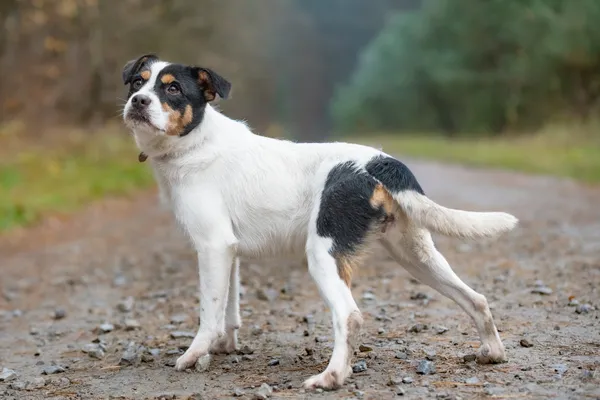 Pies do adopcji, Nowodwór, 13 listopada 2025 (3/5)