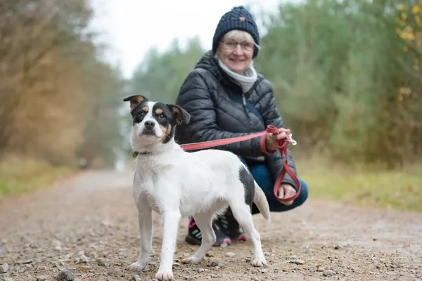 Pies do adopcji, Nowodwór, 13 listopada 2025 (5/5)