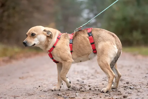 Pies do adopcji, Nowodwór, 13 listopada 2025 (3/5)